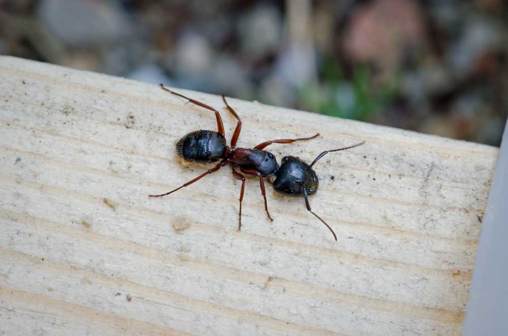 ant infestation 01
