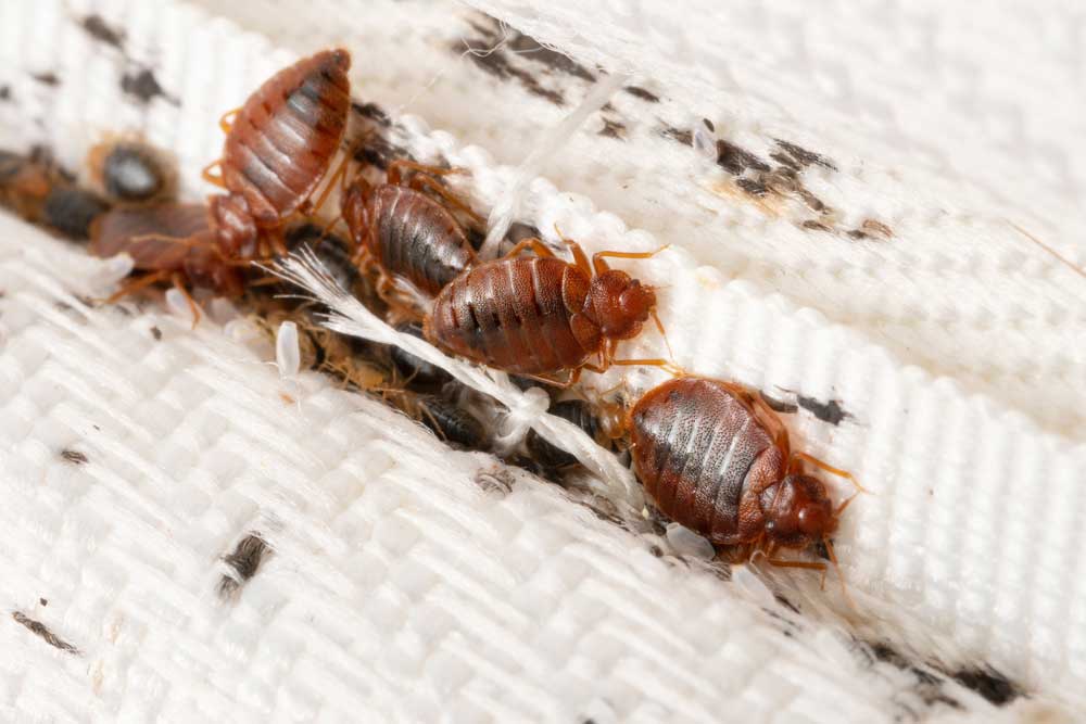 bed bugs 01