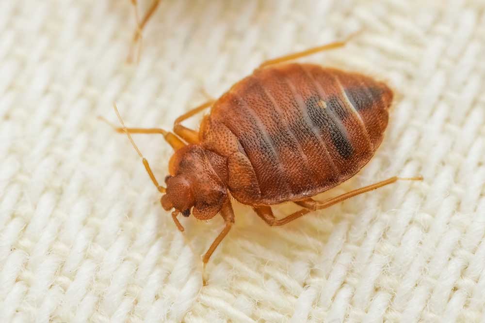 bed bugs 2255798619