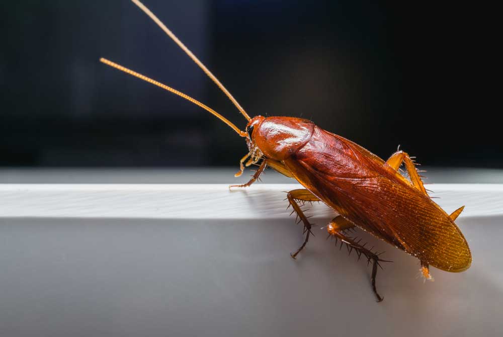 cockroach blog