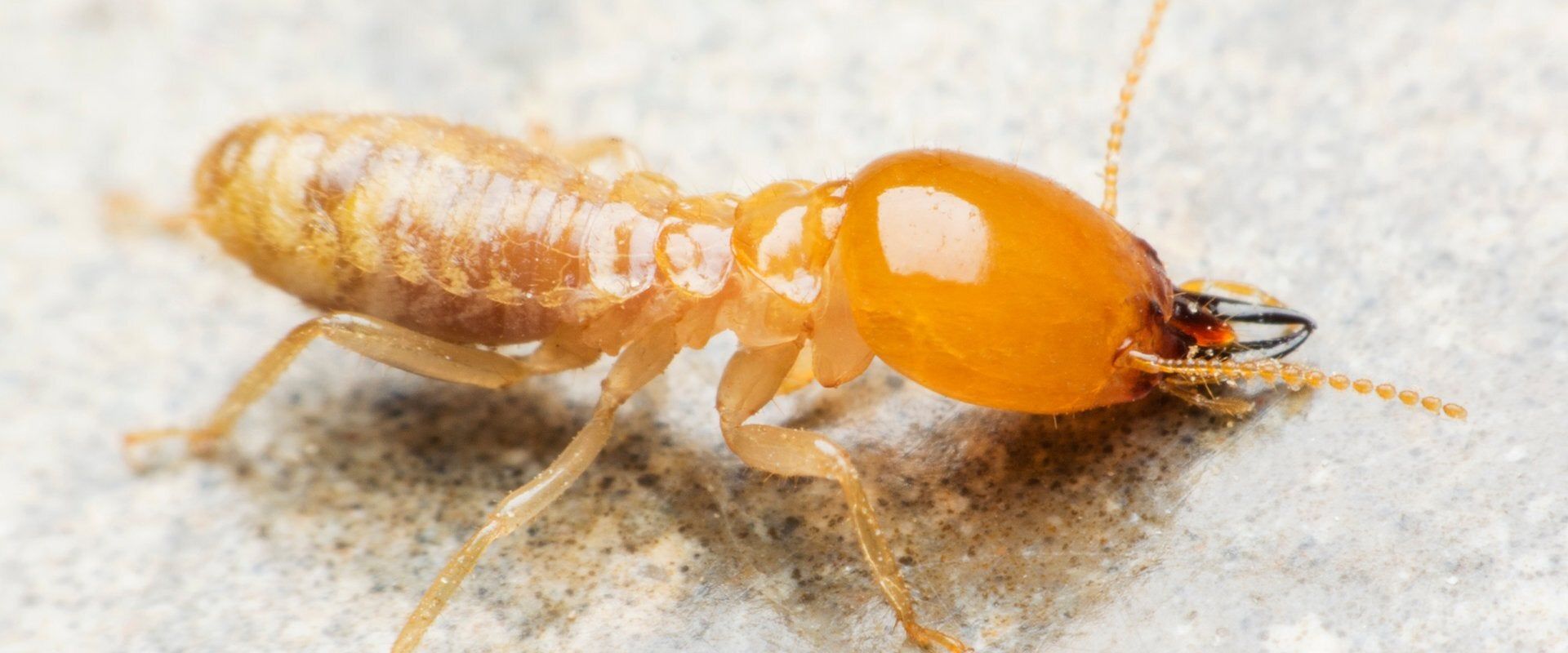 Termite Control Treatments Near Me In Modesto Ca