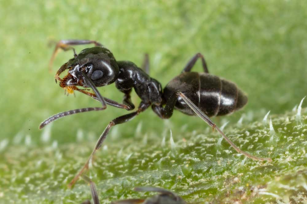 odorous house ants 01