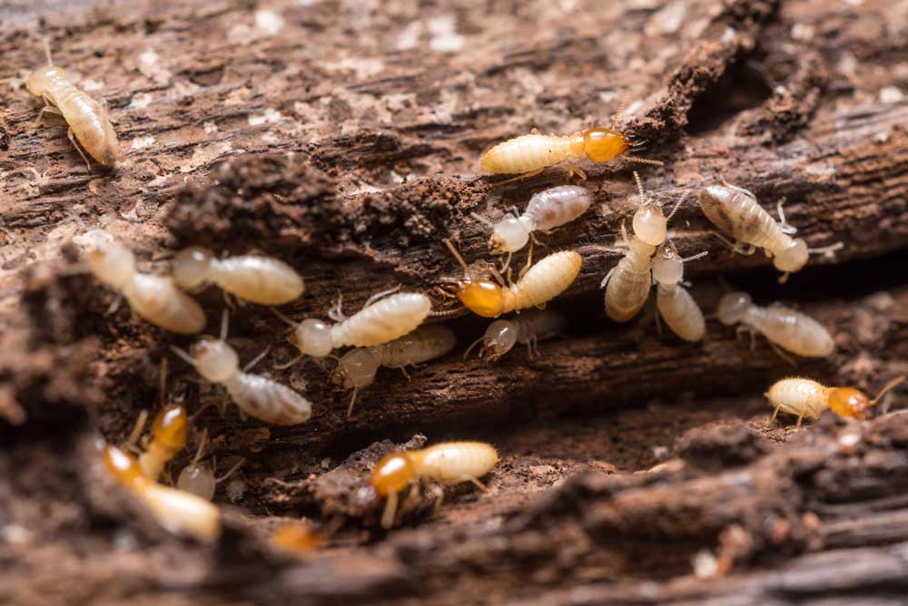 rid of termites 01